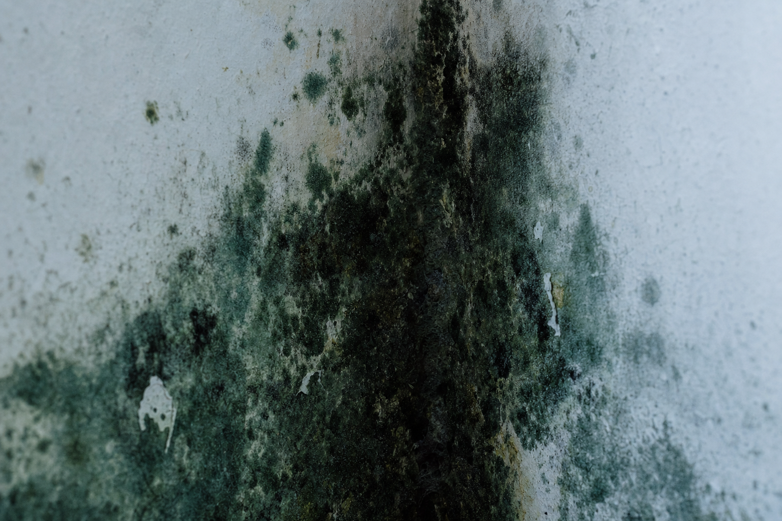 Close-up of dark mold spreading across a water-damaged wall